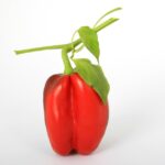 Je kečup veganský? 14 Jsou hranolky McDonald's vegan?