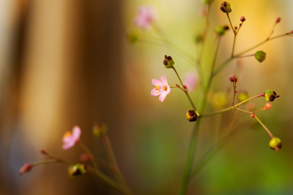 Kolik stojí ženšen za libru?