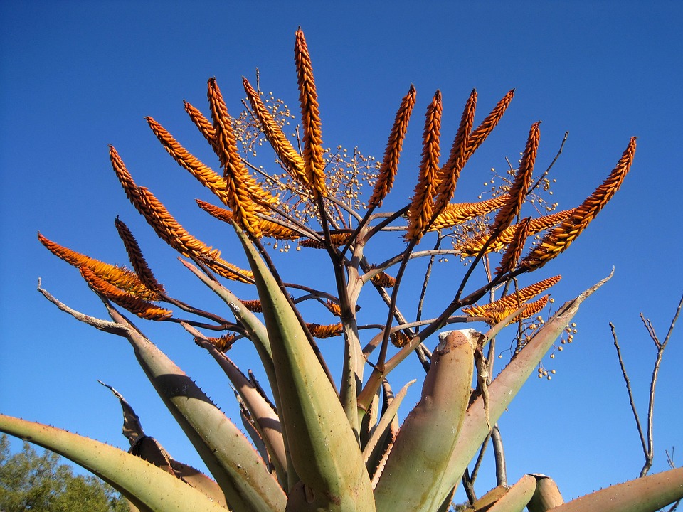 Aloe vera gel pomáhá při akné – fakta a rady