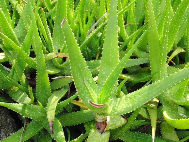 Aloe vera a akné – jak Aloe vera působí na akné