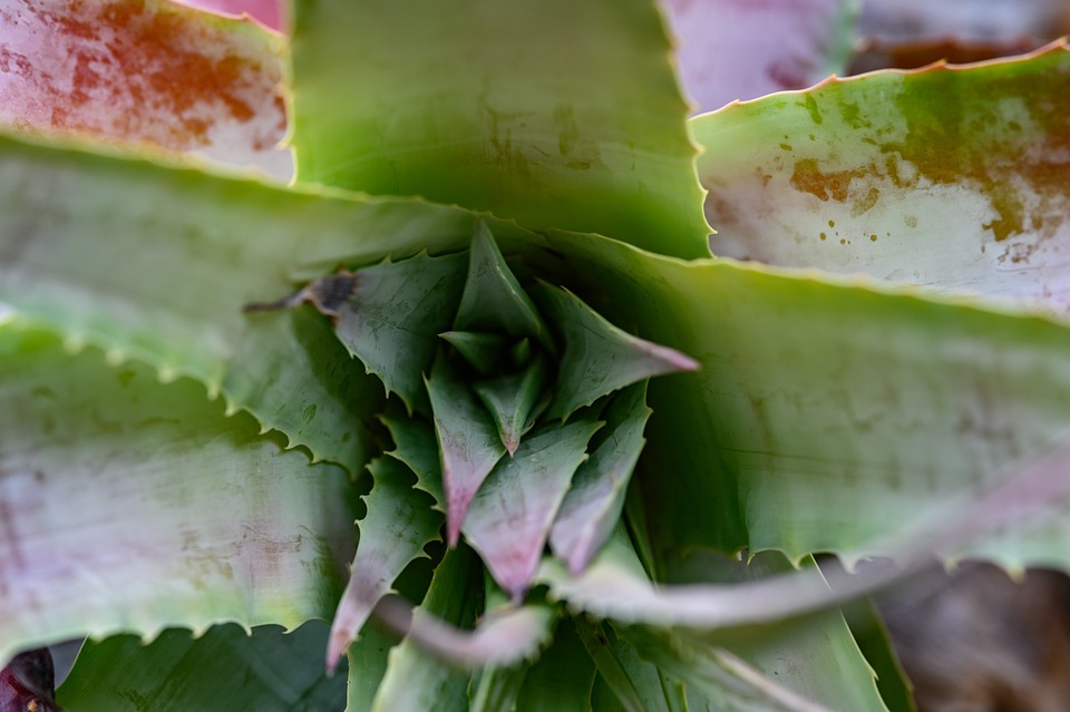 Potřebuje aloe vera sluneční svit?