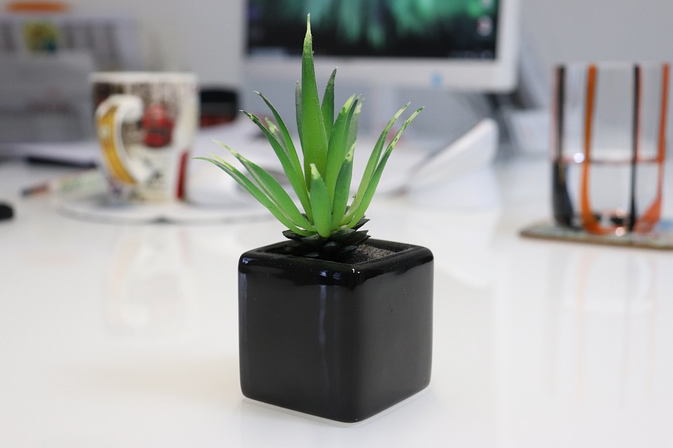 Jak pěstovat aloe vera rostlinu? 1 Jak pěstovat aloe vera rostlinu?