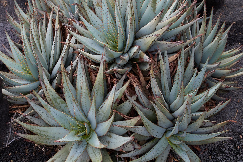 Může Aloe vera zabít psy? 1 Může Aloe vera zabít psy?