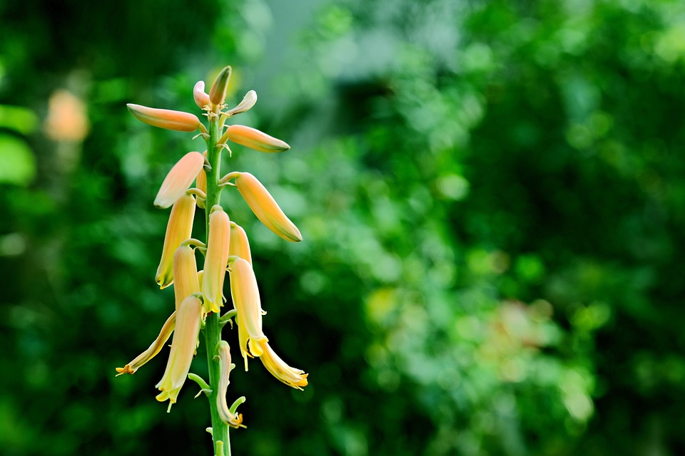 Můžete zmrazit aloe vera? 1 Můžete zmrazit aloe vera?
