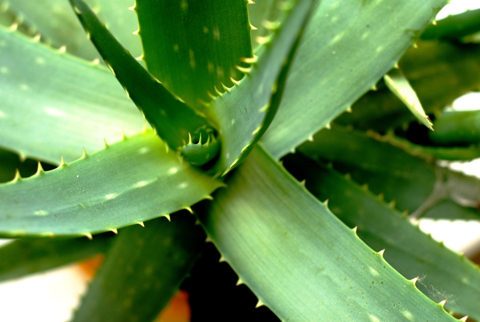 Jak řezat aloe vera rostlinu správně