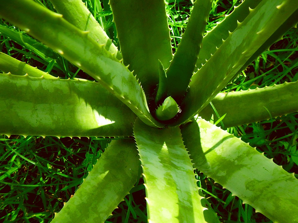 Aloe vera – Jístelná léčivka