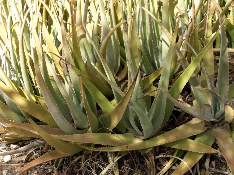 Jak využívat aloe vera k léčbě různých chorob