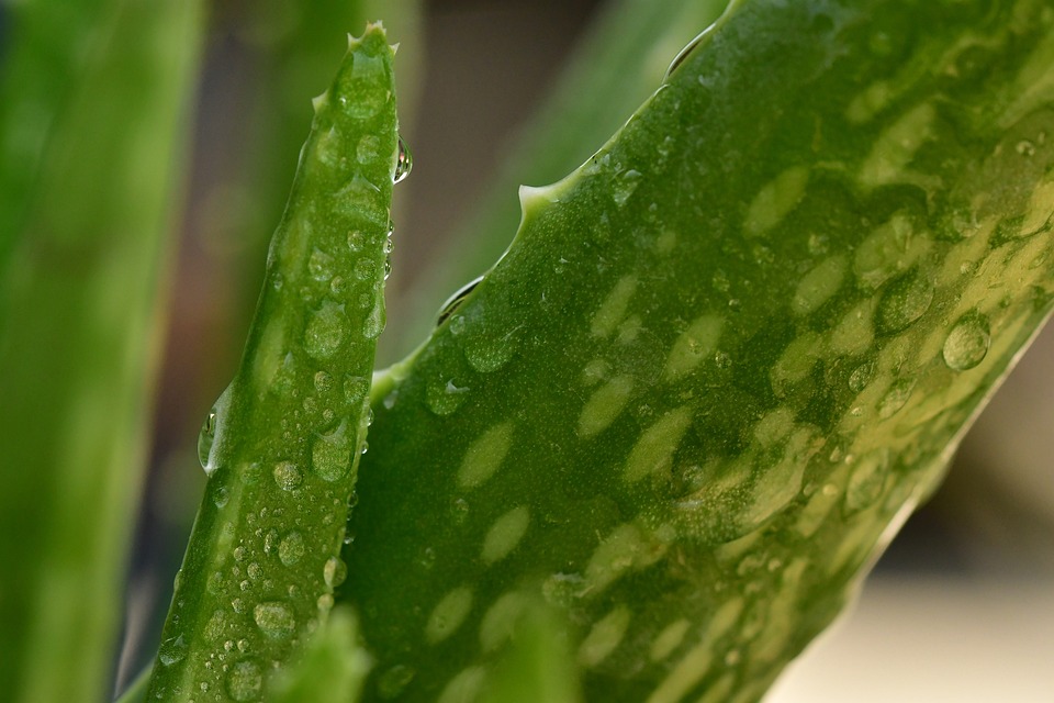 Aloe vera pro obličej: Výhody a použití
