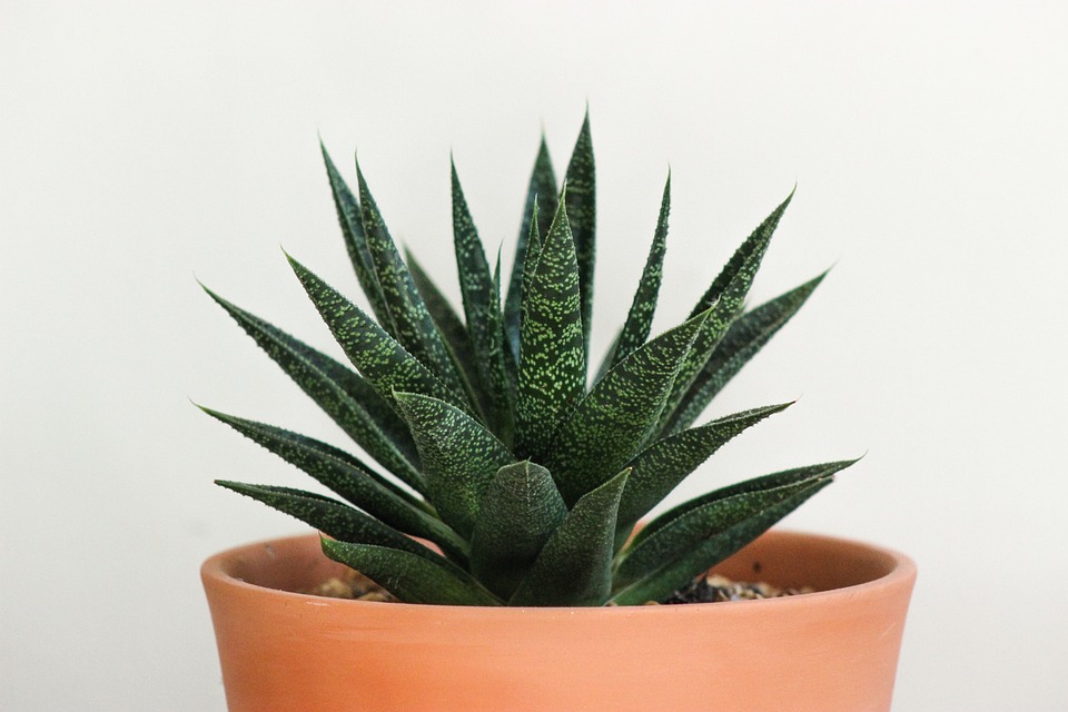 Jak řezat aloe vera správně