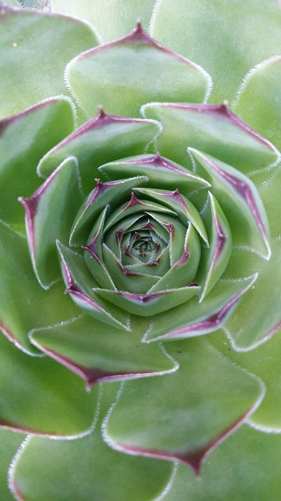 Jak dlouho vydrží aloe vera 2 Jak dlouho vydrží aloe vera