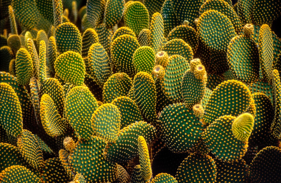 Jak efektivně využívat aloe vera 1 Jak efektivně využívat aloe vera