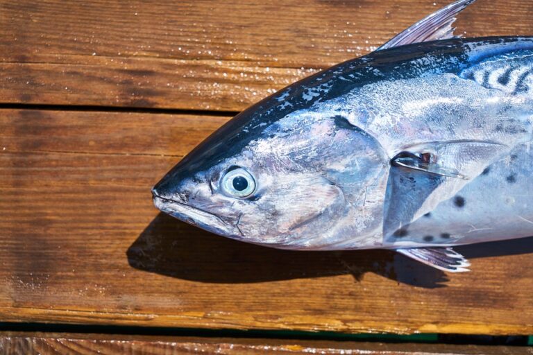 K čemu slouží rybí olej s omega-3 mastnými kyselinami?