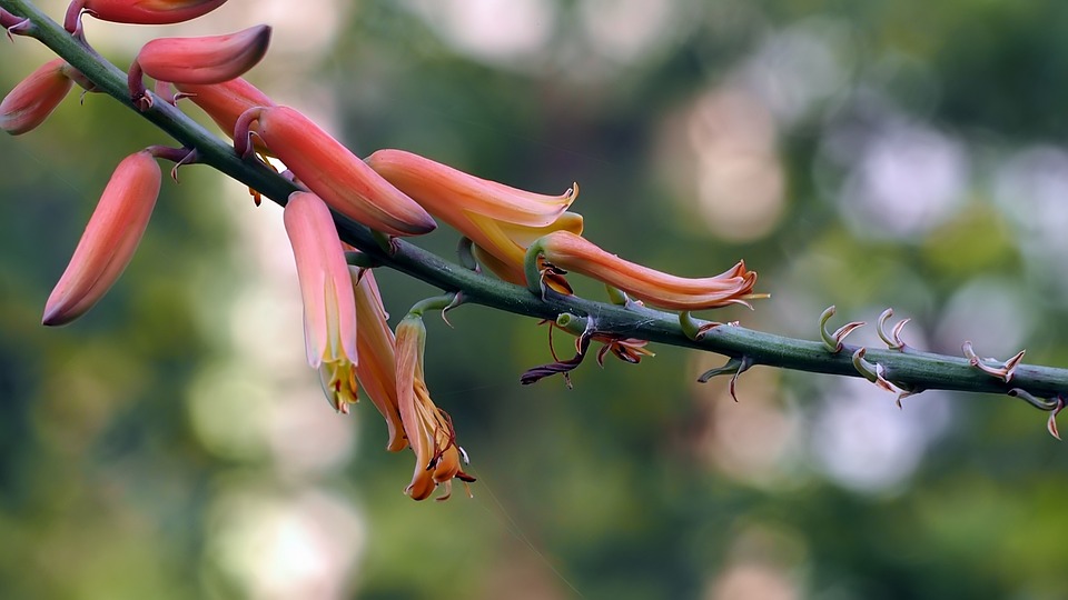 Jak používat aloe vera pro růst vlasů 1 Jak používat aloe vera pro růst vlasů