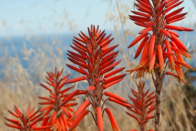 Aloe vera a růst vlasů: Mýtus či pravda? (Aloe vera and hair growth: Myth or truth?) 7 Aloe vera a růst vlasů: Mýtus či pravda? (Aloe vera and hair growth: Myth or truth?)