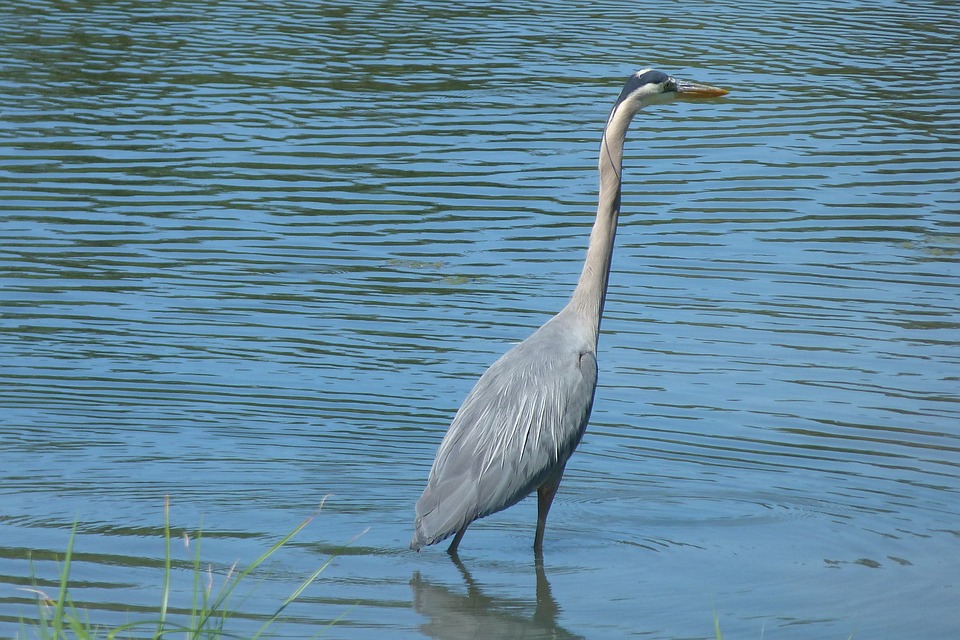 Potraviny bohaté na Omega 3 mastné kyseliny