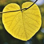 Co je vláknina a jaké jsou její výhody pro zdraví