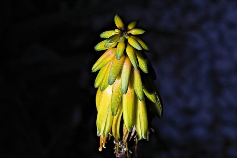 Můžu psu dát aloe vera?