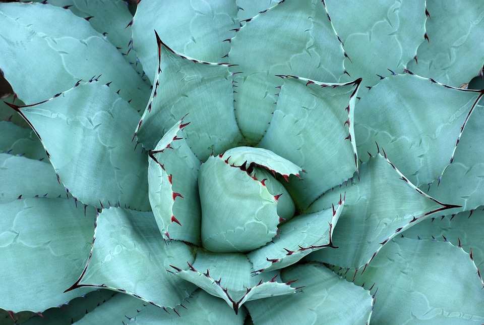 Jak správně používat aloe vera na rány 7 Jak správně používat aloe vera na rány