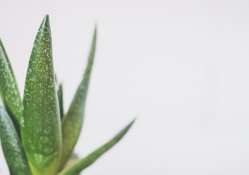 Jak používat aloe vera rostlinu k péči o pleť