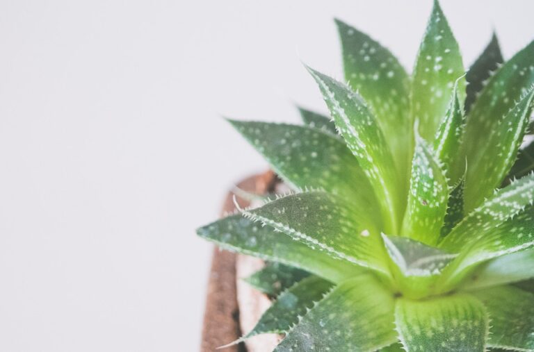 Aloe vera – zázrak pro vaši pokožku