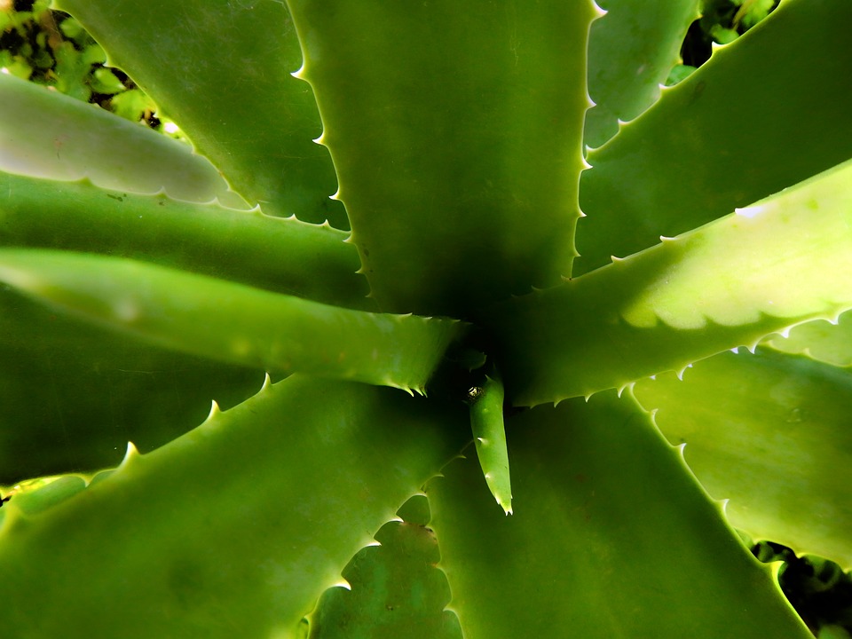 Jak rozmnožit aloe vera z kořene