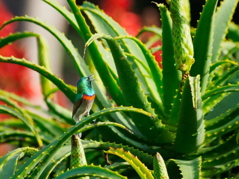 Jak se zabývat aloe vera a růst z kořenů