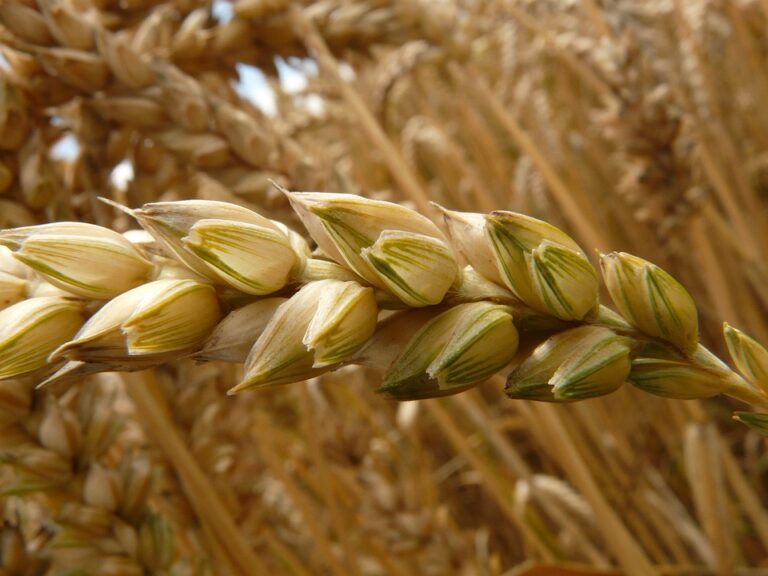 Pšeničný lepek: Co to je a proč je důležitý?