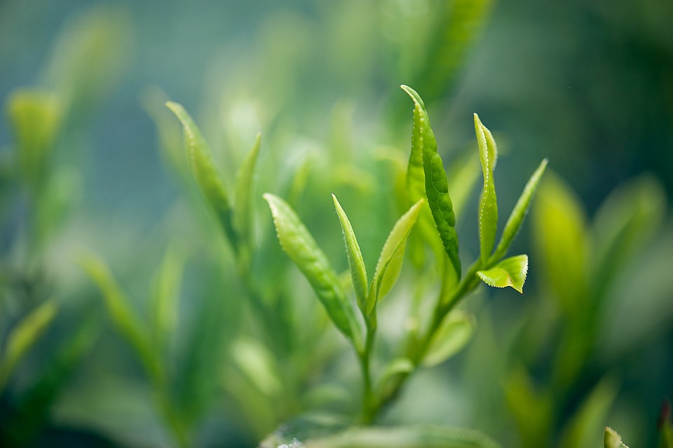 Zelený čaj – původ, druhy a zdravotní přínosy