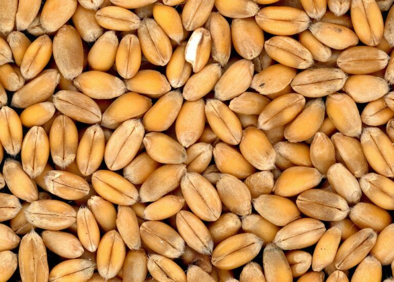 Kellogg’s Corn Flakes – Bezlepkové Kukuřičné Lupínky