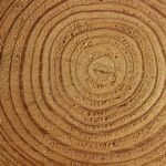 Jaké potraviny jsou bohaté na vlákninu?