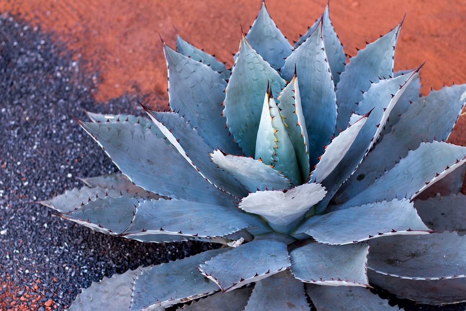Můžete dát gel z aloe vera do vlasů?