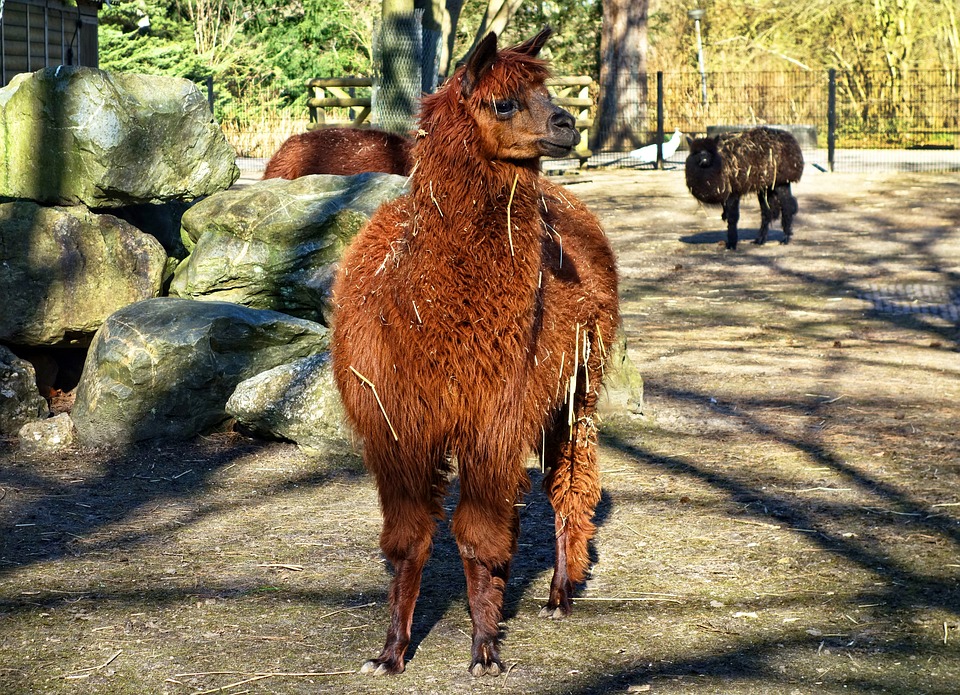 Jak vypadá 25 gramů vlákniny? 5 Jak vypadá 25 gramů vlákniny?