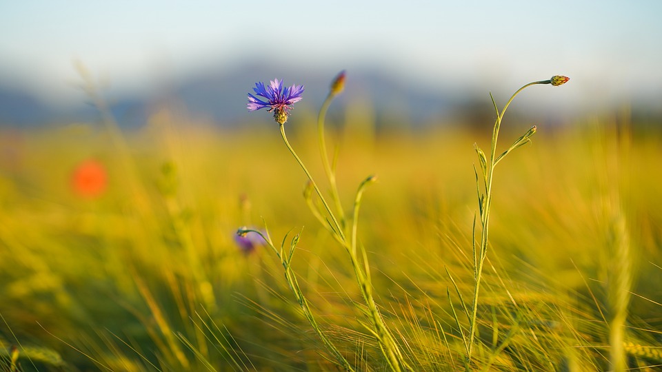 Reese's bezlepkové čokoládové pochoutky