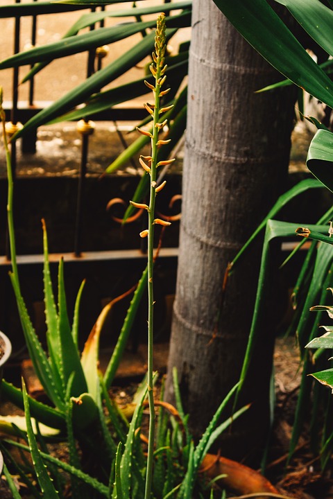 Jak pěstovat aloe vera rostlinu