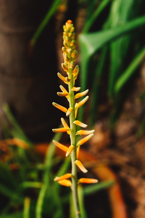 Je Aloe Vera dobrá pro spálení na slunci?