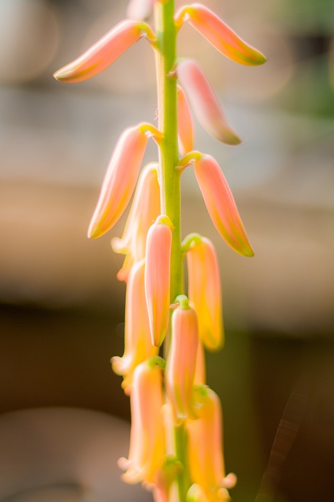 Můžou psi jíst aloe vera?