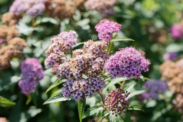 Maca: Přírodní způsob, jak bojovat s diabetem 15 Maca: Přírodní způsob, jak bojovat s diabetem