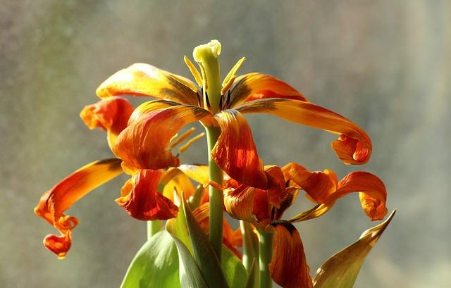 Menopauza a kotvičník: Jak zmírnit příznaky? 3 Jaké jsou nejčastější příznaky menopauzy a jak s nimi bojovat?