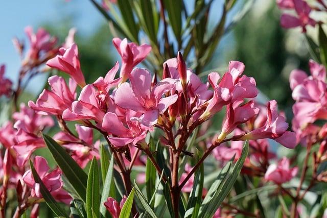 Maca pro odkyselení těla: Jak na to správně 4 Jak správně používat Maca pro odkyselení těla
