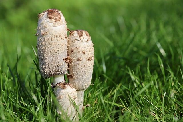 Chřest: Zelené afrodiziakum pro zdravý život 3 Chřest jako zdroj vitamínů a minerálů pro optimální fungování organismu
