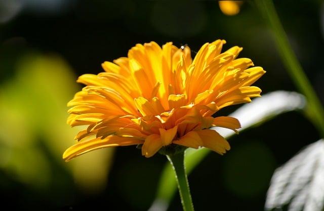 Zpracování kořene​ maca‍ a jeho⁢ vliv na trávicí systém